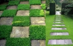 Dwarf Rupturewort Green Carpet - Herniaria Glabra - 5 Pack Of Pint Pots -Garden & Outdoor Sale Shop Herniaria Dwarf Rutpurewort 2