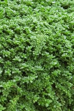 Dwarf Rupturewort Green Carpet - Herniaria Glabra - 5 Pack Of Pint Pots -Garden & Outdoor Sale Shop Herniaria Dwarf Rutpurewort 20
