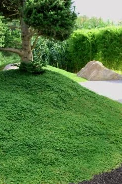 Dwarf Rupturewort Green Carpet - Herniaria Glabra - 5 Pack Of Pint Pots -Garden & Outdoor Sale Shop Herniaria Dwarf Rutpurewort 25