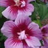 Purple Pillar Rose Of Sharon - 5 Gallon Pot -Garden & Outdoor Sale Shop Hibiscus Purple Pillar 22 500x750 1