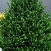 Pyramidal Compacta Japanese Holly - 3 Gallon Pot -Garden & Outdoor Sale Shop Holly Pyramidal Compacta BS
