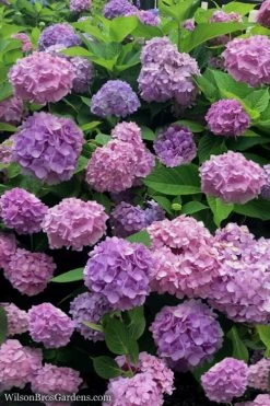 All Summer Beauty Hydrangea - 3 Gallon Pot -Garden & Outdoor Sale Shop Hydrangea All Summer Beauty 1