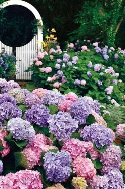 All Summer Beauty Hydrangea - 3 Gallon Pot -Garden & Outdoor Sale Shop Hydrangea All Summer Beauty 2