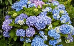 All Summer Beauty Hydrangea - 3 Gallon Pot -Garden & Outdoor Sale Shop Hydrangea All Summer Beauty 4