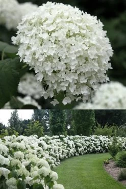 Annabelle Hydrangea - 3 Gallon Pot -Garden & Outdoor Sale Shop Hydrangea Annabelle 1 500x750 1