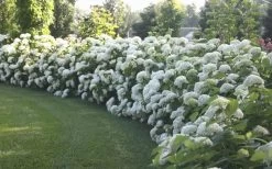 Annabelle Hydrangea - 3 Gallon Pot -Garden & Outdoor Sale Shop Hydrangea Annabelle Hedge 1