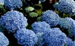 Big Daddy Hydrangea - 1 Gallon Pot 11 Big Daddy Hydrangea - 1 Gallon Pot -Garden & Outdoor Sale Shop Hydrangea Big Daddy