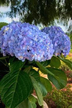 Big Daddy Hydrangea - 1 Gallon Pot 10 Big Daddy Hydrangea - 1 Gallon Pot -Garden & Outdoor Sale Shop Hydrangea Big Daddy 500x750 1