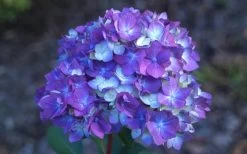 Bloomstruck Endless Summer Hydrangea - 3 Gallon Pot -Garden & Outdoor Sale Shop Hydrangea Bloomstruck Bloom 1