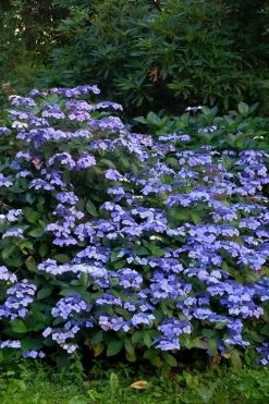 Blue Wave Lacecap Hydrangea - 3 Gallon Pot -Garden & Outdoor Sale Shop Hydrangea Blue Wave 1
