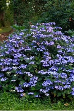 Blue Wave Lacecap Hydrangea - 3 Gallon Pot -Garden & Outdoor Sale Shop Hydrangea Blue Wave 3