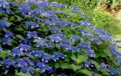 Bluebird Hydrangea - 2 Gallon Pot -Garden & Outdoor Sale Shop Hydrangea Bluebird 3 1