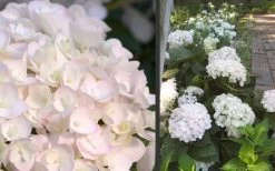 Blushing Bride Endless Summer Hydrangea - 1 Gallon Pot -Garden & Outdoor Sale Shop Hydrangea Blushing Bride 1
