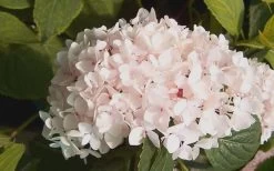Blushing Bride Endless Summer Hydrangea - 1 Gallon Pot -Garden & Outdoor Sale Shop Hydrangea Blushing Bride 2 1