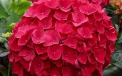 Cardinal Red Hydrangea - 6 Pack Of 1 Gallon Pots -Garden & Outdoor Sale Shop Hydrangea Cardinal