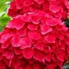 Cardinal Red Hydrangea - 3 Gallon Pot -Garden & Outdoor Sale Shop Hydrangea Cardinal Red BS 1