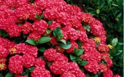 Cardinal Red Hydrangea - 6 Pack Of 1 Gallon Pots -Garden & Outdoor Sale Shop Hydrangea Cardinal Shrub In Bloom