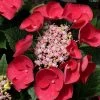 Cherry Explosion Hydrangea - 3 Gallon Pot