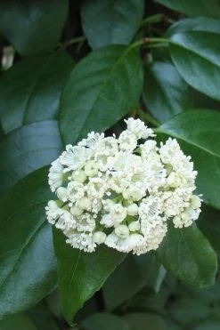 Climbing Hydrangea - Decumaria Barbara - 3 Gallon Pot -Garden & Outdoor Sale Shop Hydrangea Climbing Decumaria Barbara 13
