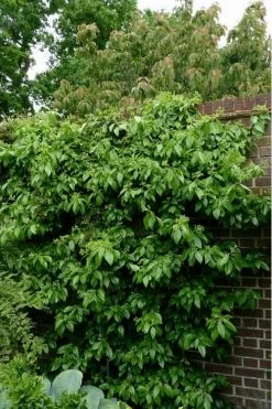 Climbing Hydrangea - Decumaria Barbara - 3 Gallon Pot -Garden & Outdoor Sale Shop Hydrangea Climbing Decumaria Barbara 15