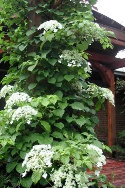 Climbing Hydrangea 'Petiolaris' - 3 Gallon Pot -Garden & Outdoor Sale Shop Hydrangea Climbing Petiolaris 10