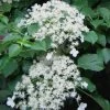Climbing Hydrangea 'Petiolaris' - 3 Gallon Pot -Garden & Outdoor Sale Shop Hydrangea Climbing Petiolaris 11