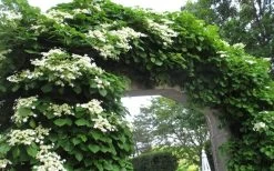 Climbing Hydrangea 'Petiolaris' - 3 Gallon Pot -Garden & Outdoor Sale Shop Hydrangea Climbing Petiolaris 13