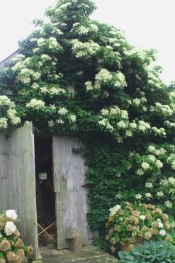 Climbing Hydrangea 'Petiolaris' - 3 Gallon Pot -Garden & Outdoor Sale Shop Hydrangea Climbing Petiolaris 15