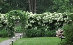 Climbing Hydrangea 'Petiolaris' - 3 Gallon Pot -Garden & Outdoor Sale Shop Hydrangea Climbing Petiolaris 16