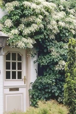 Climbing Hydrangea 'Petiolaris' - 3 Gallon Pot -Garden & Outdoor Sale Shop Hydrangea Climbing Petiolaris 17