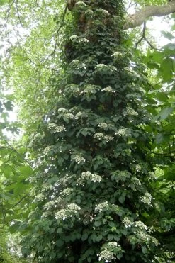 Climbing Hydrangea 'Petiolaris' - 3 Gallon Pot -Garden & Outdoor Sale Shop Hydrangea Climbing Petiolaris 8