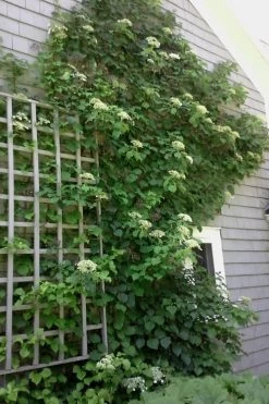 Climbing Hydrangea 'Petiolaris' - 3 Gallon Pot -Garden & Outdoor Sale Shop Hydrangea Climbing Petiolaris 9