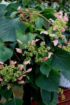 Rose Sensation Pink Climbing Hydrangea Vine - 1 Gallon Pot 16 Rose Sensation Pink Climbing Hydrangea Vine - 1 Gallon Pot -Garden & Outdoor Sale Shop Hydrangea Climbing Rose Sensation 2