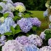 Dear Dolores Hydrangea - 3 Gallon Pot