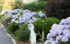 Dear Dolores Hydrangea - 3 Gallon Pot -Garden & Outdoor Sale Shop Hydrangea Dear Dolores Garden Planting