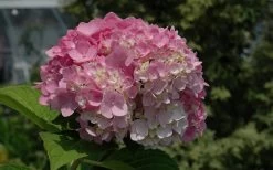 Dear Dolores Hydrangea - 3 Gallon Pot -Garden & Outdoor Sale Shop Hydrangea Dear Dolores Pink