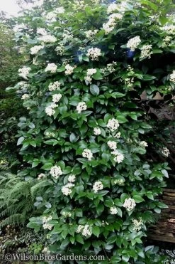 Climbing Hydrangea - Decumaria Barbara - 3 Gallon Pot -Garden & Outdoor Sale Shop Hydrangea Decumaria Barbara 16