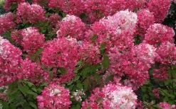 Diamond Rouge Hydrangea - 3 Gallon Pot -Garden & Outdoor Sale Shop Hydrangea Diamond Rouge 7
