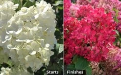 Diamond Rouge Hydrangea - 3 Gallon Pot -Garden & Outdoor Sale Shop Hydrangea Diamond Rouge 8