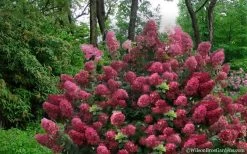 Diamond Rouge Hydrangea - 3 Gallon Pot -Garden & Outdoor Sale Shop Hydrangea Diamond Rouge5