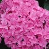 Double Delights Perfection Hydrangea - 2 Gallon Pot -Garden & Outdoor Sale Shop Hydrangea Double DEelights Perfection 2