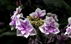 Double Delights Stargazer Hydrangea - 3 Gallon Pot -Garden & Outdoor Sale Shop Hydrangea Double Delights Stargazer 5