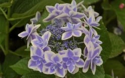 Double Delights Stargazer Hydrangea - 3 Gallon Pot -Garden & Outdoor Sale Shop Hydrangea Double Delights Stargazer 6