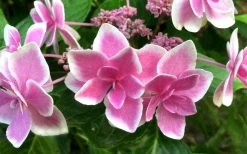 Double Delights Stargazer Hydrangea - 3 Gallon Pot -Garden & Outdoor Sale Shop Hydrangea Double Delights Stargazer 7