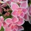 Double Delights Stargazer Hydrangea - 3 Gallon Pot -Garden & Outdoor Sale Shop Hydrangea Double Delights Stargazer 8
