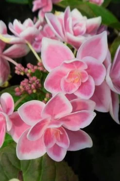 Double Delights Stargazer Hydrangea - 3 Gallon Pot