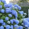Endless Summer Hydrangea Original - 3 Gallon Pot 1 Endless Summer Hydrangea Original - 3 Gallon Pot -Garden & Outdoor Sale Shop Hydrangea Endless Summer 500x750 1