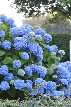 Endless Summer Hydrangea Original - 7 Gallon Pot