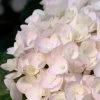 Blushing Bride Endless Summer Hydrangea - 2 Gallon Pot -Garden & Outdoor Sale Shop Hydrangea Endless Summer Blushing Bride 500x750 1