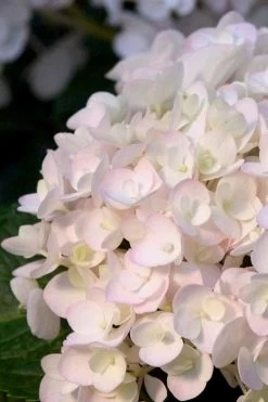 Blushing Bride Endless Summer Hydrangea - 3 Gallon Pot